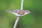 Brown-backed Honeyeaterborder=